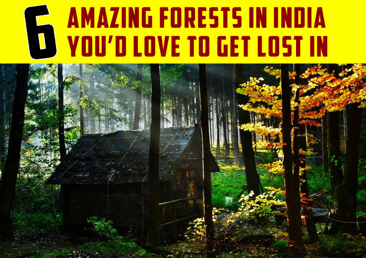 6 Amazing Forests in India you had Love to Get Lost In