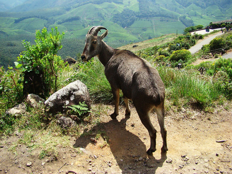 Watch the wildlife at the Eravikulam National Park