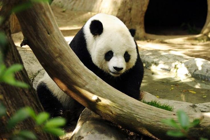 Chengdu Panda base has successfully been in partnership with the following organizations
