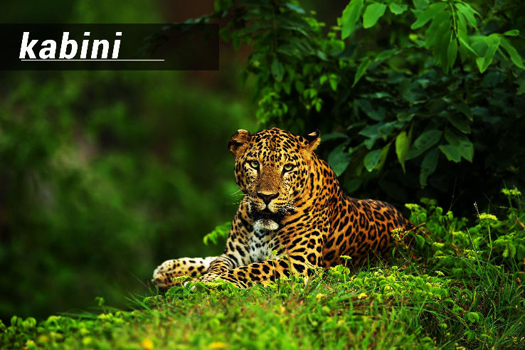 9. Kabini