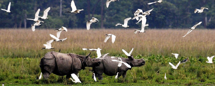 Kaziranga National Park