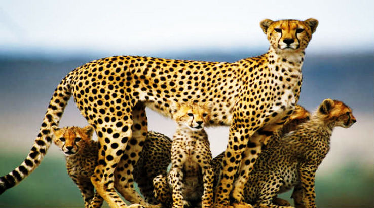 Bwindi Impenetrable Forest