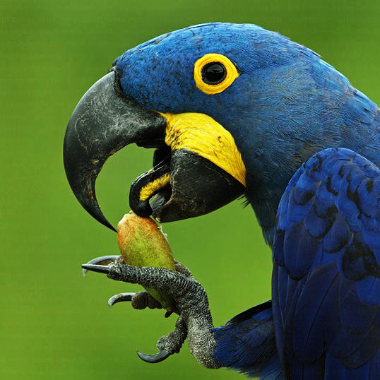 Hyacinth Macaw