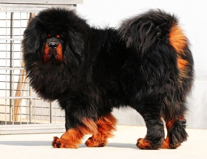 Tibetan Mastiff