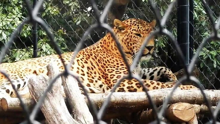 2- Nainital Zoo