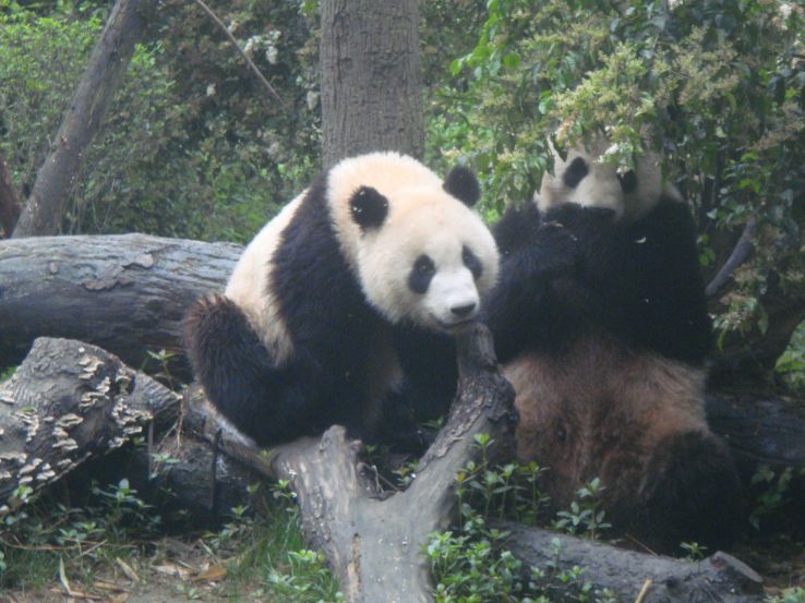 Education provided regarding the conservation of the giant pandas
