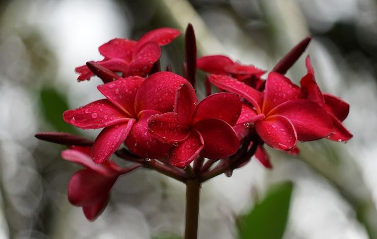 A walk in Botanic Gardens