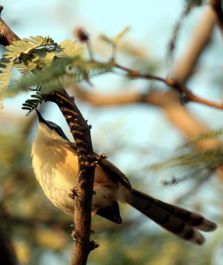 Sultanpur Bird Sanctuary