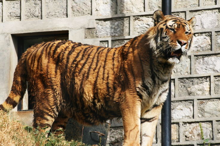 Pt. G.B. Pant High Altitude Zoo