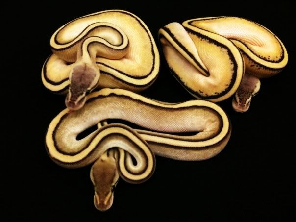 Pastel Butter Stripe Ball Python