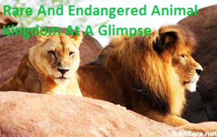 Rare And Endangered Animal Kingdom At A Glimpse - Hello Travel Buzz Rare And Endangered Animal Kingdom At A Glimpse - Hello Travel Buzz