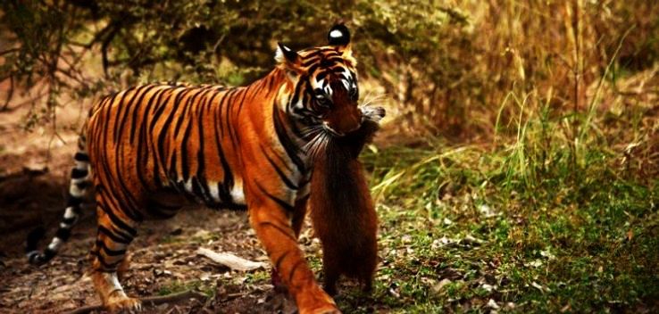 Sariska Tiger Reserve