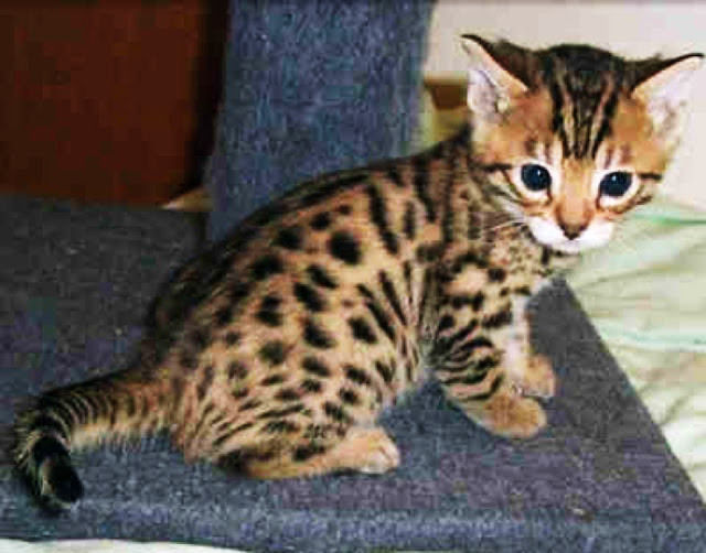 Savannah Cat