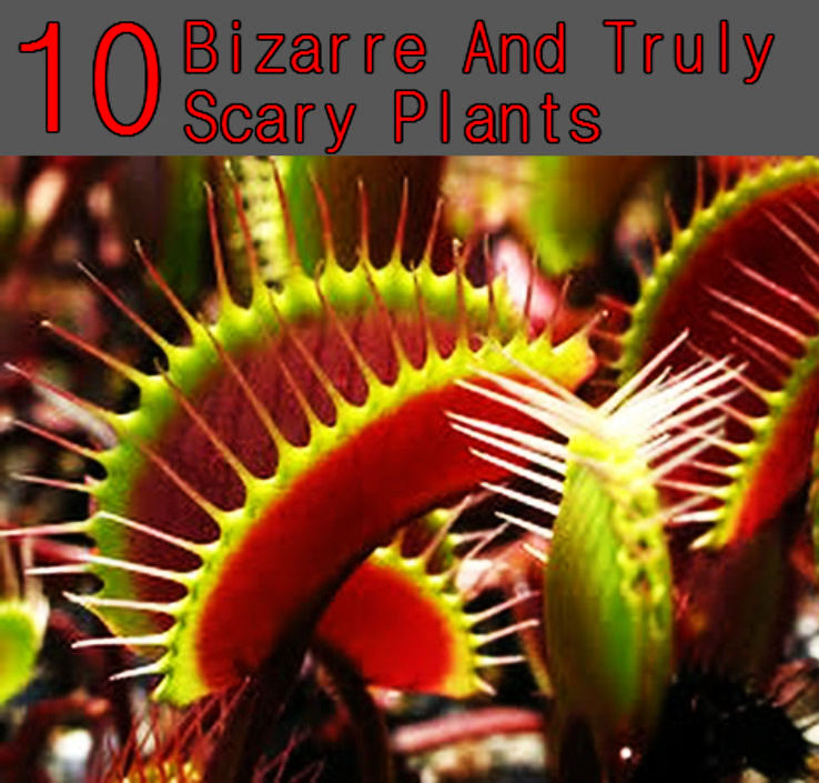 Top 10 Bizarre And Truly Scary Plants You Never Knew Existed