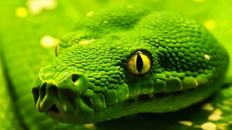 Deadliest Island Of The World Has One Snake For Every Square Meter Hello Travel Buzz