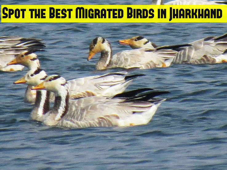 Spot the Best Migrated Birds in Jharkhand
