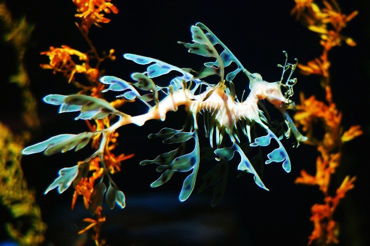 10 Weirdest Animals - You May Not Know They Exist on Earth