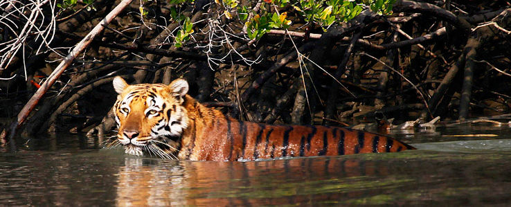 Sundarbans National Park