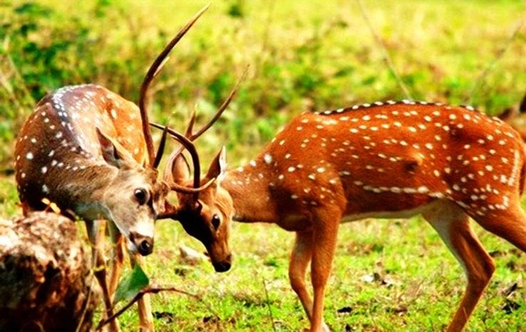 Tadoba Andhari Tiger Project