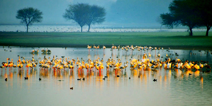 Thol Bird Sanctuary