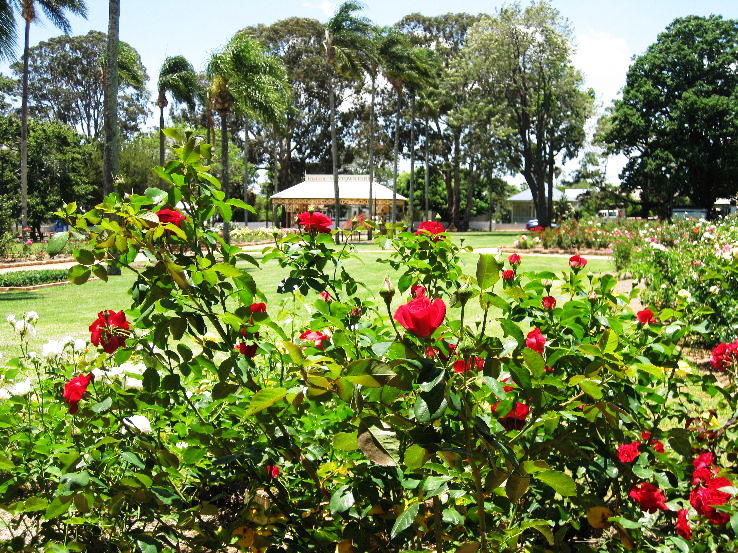 Rose Garden