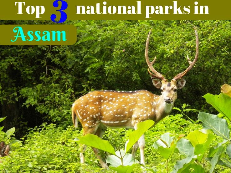 Top 3 national parks in Assam