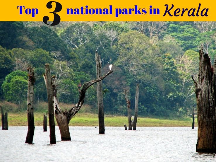 Top 3 national parks in Kerala