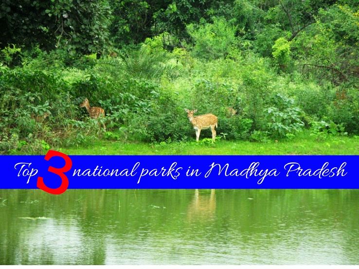 Top 3 national parks in Madhya Pradesh