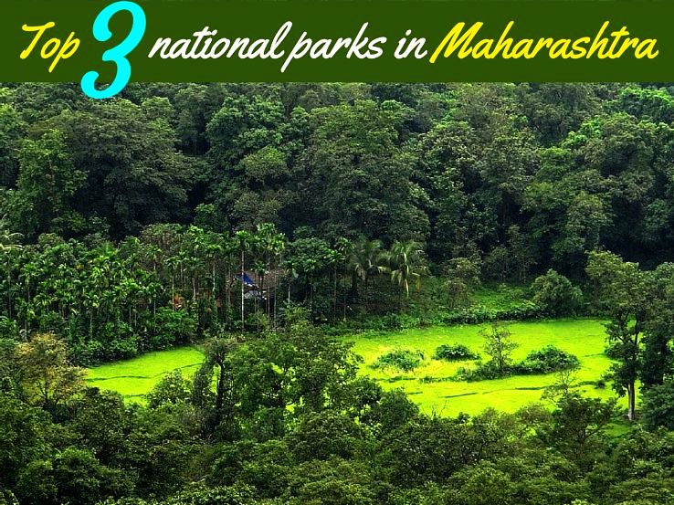 Top 3 national parks in Maharashtra