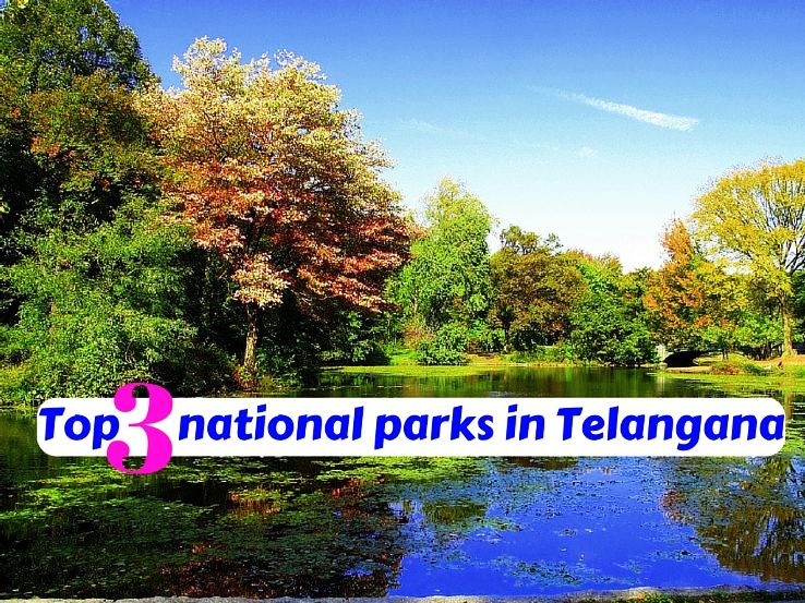 Top 3 national parks in Telangana