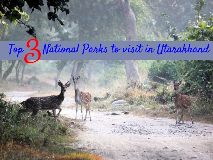 Top 3 National Parks to visit in Uttarakhand