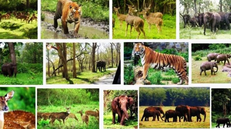 5 Wildlife Sanctuaries In India