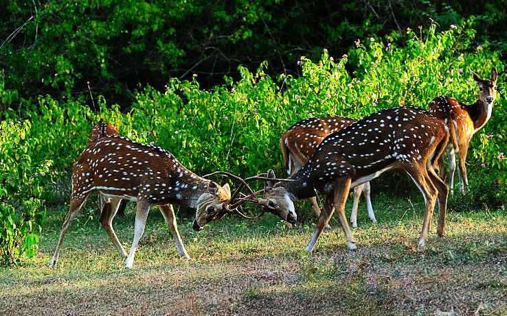 Places To Enjoy Wildlife Safari In India