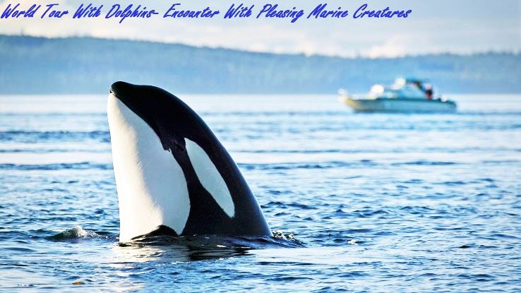 World Tour With Dolphins- Encounter With Pleasing Marine Creatures