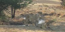 Sasan-Gir National Park