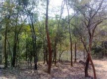 Kambalakonda Wildlife Sanctuary