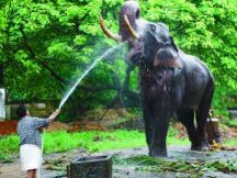 Punnathurkotta Elephant Palace 