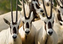 Shaumari Wildlife Reserve