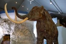 The Hull and East Riding Museum