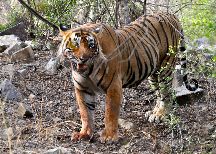 Ranthambhore National Park and Tiger Reserve 