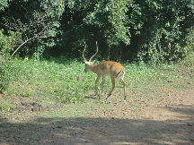 Kisumu Impala Sanctuary