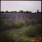 Washington Creek Lavender 