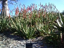 Mount Coot-tha Botanic Gardens