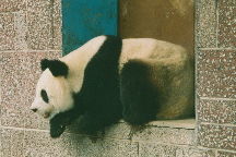 Chengdu Zoo