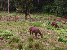 Chitwan National Park Wildlife Safari