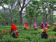 Tea Gardens of Palampur
