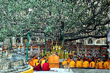 Bodhi Tree