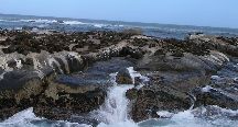 Seal Island, South Africa
