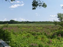 Hamlin Marsh