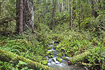 Headwaters Forest Reserve